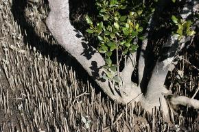 <p><strong>Fig. 2.49.</strong> Pneumatophores produced by a grey mangrove tree (<em>Avicennia marina</em>) displaying negative gravitropism by growing upward, Bay of Islands, New Zealand</p>
