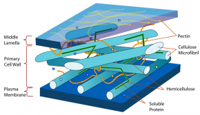 <p><strong>Fig. 2.8.</strong> Diagram of a plant cell wall</p>
