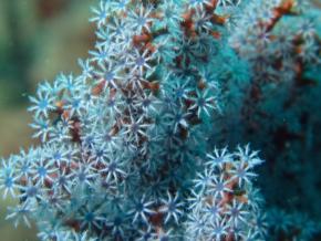 <p><strong>Fig. 3.10.</strong>&nbsp;(<strong>B</strong>) Individual polyps of a blueberry sea fan exhibit radial symmetry (<em>Acalycigorgia</em> sp.; phylum Cnidaria)</p>
