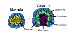 <p><strong>Fig. 3.15.</strong> Gastrulation is the phase of embryonic development where three germ layers specialize and reorganize.</p>
