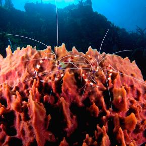 <p><strong>Fig. 3.22.</strong> (<strong>A</strong>) Two&nbsp;<em>Stenopus hispidus</em>&nbsp;banded cleaner shrimp (phylum Arthropoda) on a&nbsp;barrel sponge (<em>Xestospongia muta</em>)</p>
