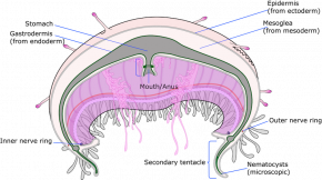 <p><strong>Fig. 3.24.</strong>&nbsp;(<strong>B</strong>) Medusa life form</p>