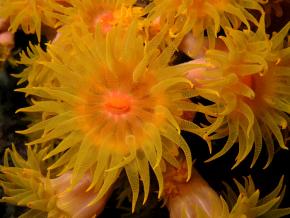 <p><strong>Fig. 3.24.</strong>&nbsp;(<strong>C</strong>) Polyps from the orange cup coral, <em>Tubastrea faulkneri</em></p>
