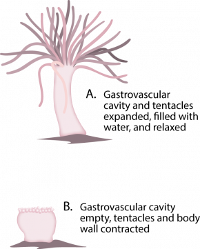 <p><strong>Fig. 3.27.</strong> Hydrostatic skeleton of a sea anemone (<strong>A</strong>) Hydrostatic skeleton filled with water and extending anemone tentacles (<strong>B</strong>) Hydrostatic skeleton emptied with anemone tentacles contracted</p>