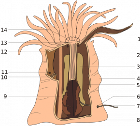 <p><strong>Fig. 3.28.</strong> Anatomy of a sea anemone showing some internal structures. 1. Tentacle, 2. Pharnyx, 5. Septum, 8. Pedal disk, 9. Retractor muscle, 12. Collar, 13. Mouth, 14. Oral disk</p>