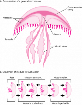 <p><strong>Fig. 3.29.</strong> Generalized body plan and swimming movements of a medusa</p>
