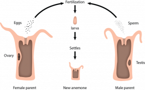 <p><strong>Fig. 3.30.</strong> (<strong>A</strong>) Diagram of external sexual reproduction in sea anemones and corals</p>
