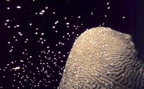 <p><strong>Fig. 3.30.</strong>&nbsp;(<strong>B</strong>) Brain coral releasing egg-sperm bundles during a spawning event</p>

