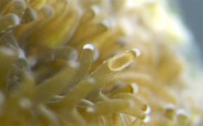 <p><strong>Fig. 3.30.</strong>&nbsp;(<strong>C</strong>) Internally brooded larva in the tentacle of a coral polyp</p>
