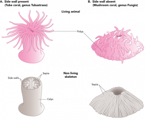 <p><strong>Fig. 3.31.</strong> Examples of solitary coral calyces (<strong>A</strong>) <em>Tubastraea</em> tube coral with side walls (<strong>B</strong>) <em>Fungia</em> mushroom coral without side walls</p>
