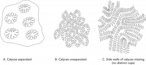 <p><strong>Fig. 3.32.</strong> Arrangement of calyces (cups) in some colonial corals</p>
