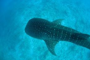 <p><strong>Fig. 3.35.</strong> (<strong>A</strong>) A whale shark (<em>Rhincodon typus</em>; a vertebrate animal)</p>
