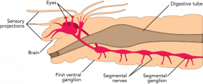 <p><strong>Fig. 3.49.</strong> Nervous system of a polychaete worm</p>
