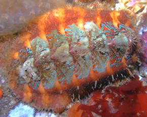 <p><strong>Fig. 3.53.</strong> (<strong>A</strong>) Red-flecked mopalia chiton (<em>Mopalia spectabilis</em>; class Polyplacophora)</p>
