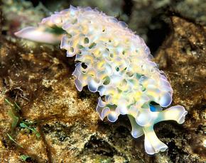 <p><strong>Fig. 3.53.</strong>&nbsp;(<strong>B</strong>) Lettuce sea slug (<em>Elysia crispata</em>; class Gastropoda)</p>
