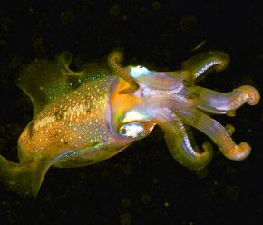 <p><strong>Fig. 3.53.</strong>&nbsp;(<strong>D</strong>) Bigfin reef squid (<em>Sepioteuthis lessoniana</em>; class Cephalopoda)</p>
