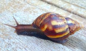 <p><strong>Fig. 3.60.</strong>&nbsp;(<strong>A</strong>) Giant East African land snail (<em>Achatina fulica</em>)</p>
