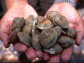 <p><strong>Fig. 3.61.</strong> (<strong>A</strong>) Hard-shell clams (<em>Mercenaria mercenaria</em>)</p>
