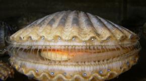 <p><strong>Fig. 3.61.</strong> (<strong>C</strong>) Atlantic bay scallop (<em>Argopecten irradians</em>)</p>
