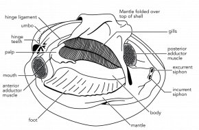 <p><strong>Fig. 3.63.</strong> Diagram of the internal anatomy of a clam</p>
