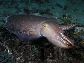 <p><strong>Fig. 3.65.</strong>&nbsp;(<strong>C</strong>) Cuttlefish (<em>Sepia</em> sp.)</p>
