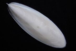 <p><strong>Fig. 3.69.</strong> (<strong>A</strong>) Dorsal view of a cuttlebone</p>
