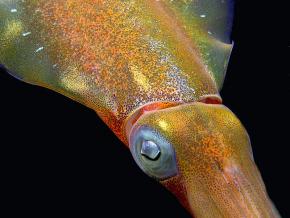 <p><strong>Fig. 3.71.</strong>&nbsp;(<strong>B</strong>) Chromophores visible on Caribbean reef squid (<em>Sepioteuthis sepioidea</em>)</p>
