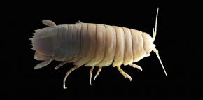<p><strong>Fig. 3.72.</strong>&nbsp;(<strong>C</strong>) Giant isopod (<em>Bathynomus doederleinii</em>)</p>
