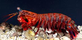 <p><strong>Fig. 3.72.</strong>&nbsp;(<strong>D</strong>) Gooseneck barnacles (order Pendunculata)</p>
