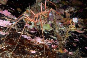 <p><strong>Fig. 3.76.</strong>&nbsp;(<strong>B</strong>) Sea spider (<em>Nymphon leptocheles</em>)</p>
