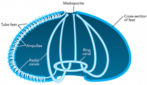 <p><strong>Fig. 3.84.</strong> Water vascular system of sea urchin</p>
