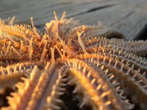 <p><strong>Fig. 3.85.</strong> (<strong>A</strong>) Oral or bottom side of a sea star</p>
