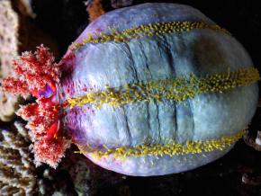 <p><strong>Fig. 3.85.</strong>&nbsp;(<strong>D</strong>) Most species of sea cucumber have five rows of tube feet running along the length of their cylindrical bodies. The sea cucumber <em>Pseudocolochirus violaceus</em> is better known by its common name, the sea apple.</p>
