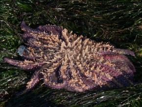 <p><strong>Fig. 3.90.</strong> (<strong>B</strong>) Oral surface of a sunflower sea star <em>(Pycnopodia helianthoides</em>)</p>

