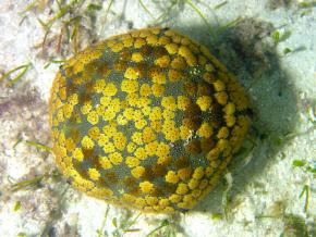 <p><strong>Fig. 3.90.</strong> (<strong>C</strong>) Aboral surface of a cushion star (<em>Culcita novaeguineae</em>)</p>
