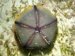 <p><strong>Fig. 3.90.</strong> (<strong>D</strong>) Oral surface of a cushion star (<em>Culcita novaeguineae</em>) with ambulacral grooves visible</p>
