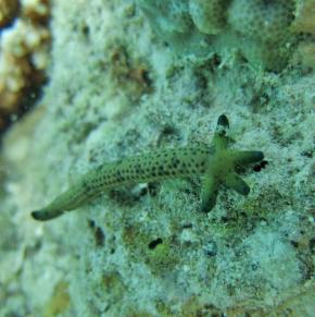 <p><strong>Fig. 3.91.</strong>&nbsp;(<strong>B</strong>) A spotted linckia (<em>Linckia multiflora</em>) in “comet” form is regenerating its body from a detatched arm.</p>
