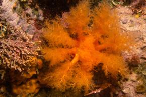 <p><strong>Fig. 3.94.</strong> (<strong>A</strong>) Filter-feeding sea cucumber</p>
