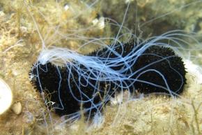<p><strong>Fig. 3.94.</strong> (<strong>D</strong>) A black cotton-spinner sea cucumber (<em>Holothruia forskali</em>) ejects its Cuverian tubules in self-defense.</p>
