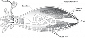 <p><strong>Fig. 3.95.</strong> Internal anatomy of a sea cucumber</p>
