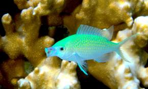 <p><strong>Fig. 4.17.</strong>&nbsp;(<strong>B</strong>) A blue chromis with its mouth open to suck in plankton prey</p>
