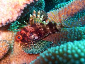 <p><strong>Fig. 4.22</strong><strong>.(</strong><strong>B)</strong> The dorsal fin of a lionfish has spines and poison for protection</p>
