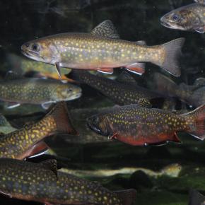 <p><strong>Fig. 4.25. (A)</strong> trout showing two dorsal fins on top and, from left to right, pectoral, pelvic, and anal fins</p>
