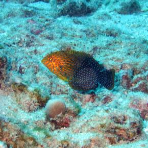 <p><strong>Fig 4.25. (B)</strong> wrasse</p>
