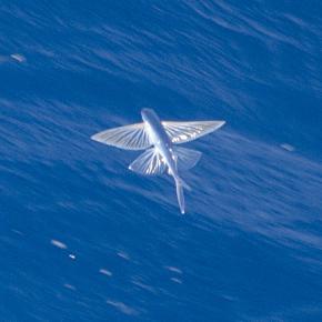 <p><strong>Fig. 4.26. (A)</strong> Flying fish with highly specialized pectoral and pelvic fins for flying</p>
