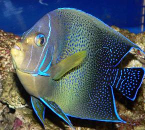 <p><strong>Fig. 4.38. (A)</strong> A semicircle angelfish (Pomacanthus semicirculatus) with bright blue highlight color on the preoperculum, preoperculum spine, and operculum</p>
