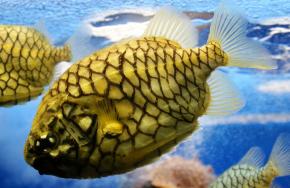 <p><strong>Fig. 4.43. (A) </strong>Pinecone fish</p>
