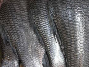 <p><strong>Fig. 4.49. (A)</strong> The skin and cycloid scales of a rohu fish</p>
