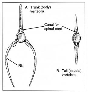 <p><strong>(B)</strong> A drawing of a fish skeleton vertebrae viewed from the front, showing rib and tail sections</p>
