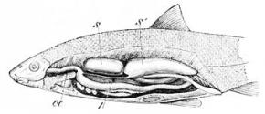 <p><strong>Fig 4.56. (A)</strong> The position of the gas bladder (swim bladder) in a bleak&nbsp;(Alburnoides bipunctatus)</p>
